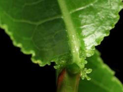 Salix pentandra. Glands at base of leaf lamina.
 Image: D. Glenny © Landcare Research 2020 CC BY 4.0